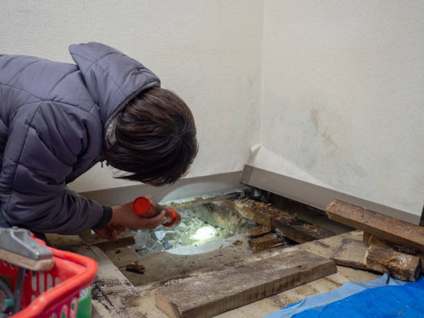 Reliable Dysart, IA Mold Removal Solutions