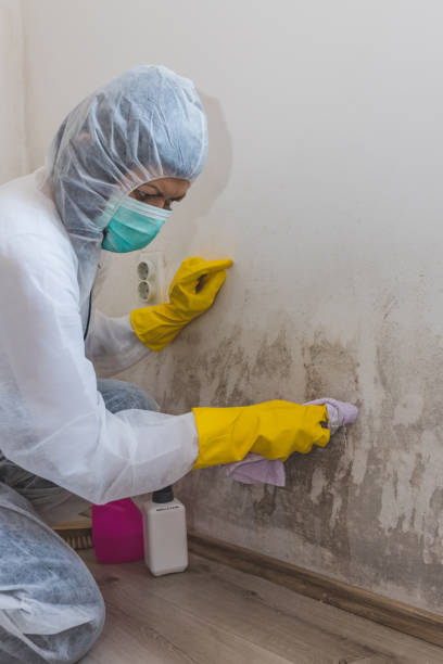 Best Post-Construction Mold Inspection  in Dysart, IA